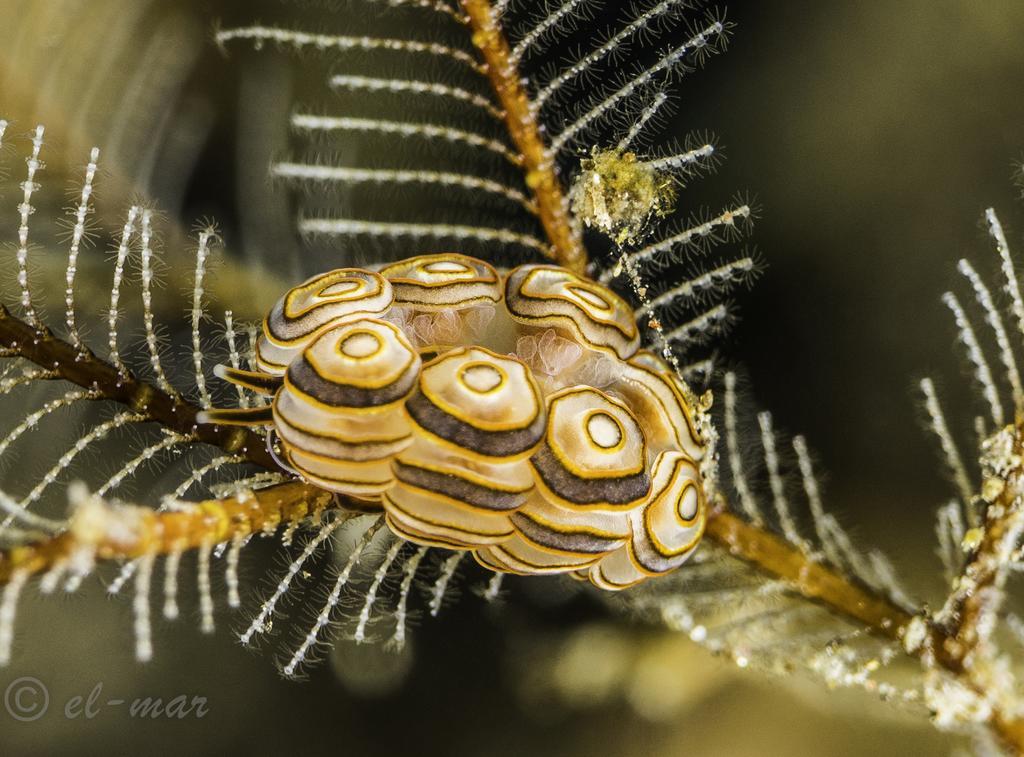 Kubu Indah Dive & Spa Resort Tulamben Exteriér fotografie